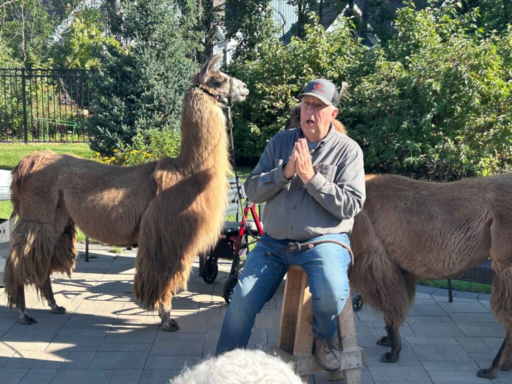 Parks Place Fall Festival Llamas