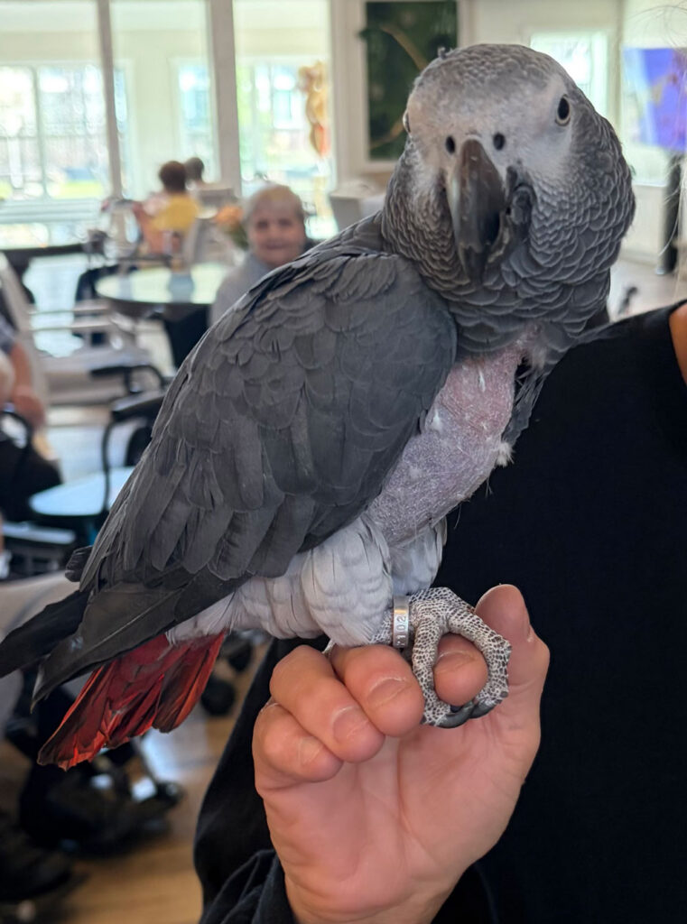 Feathered Friend Visits